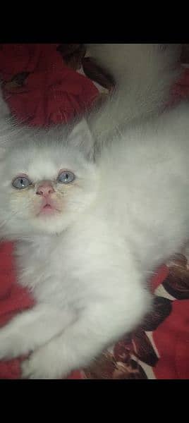 Blue eyes semi punch face kitten available for sale 03095561812 2