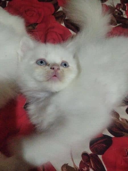 Blue eyes semi punch face kitten available for sale 03095561812 4