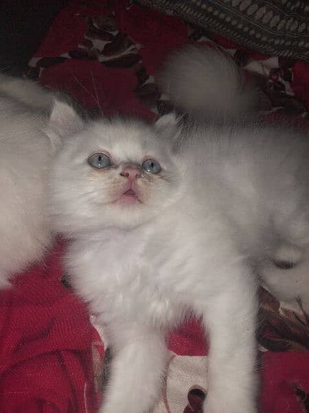 Blue eyes semi punch face kitten available for sale 03095561812 5