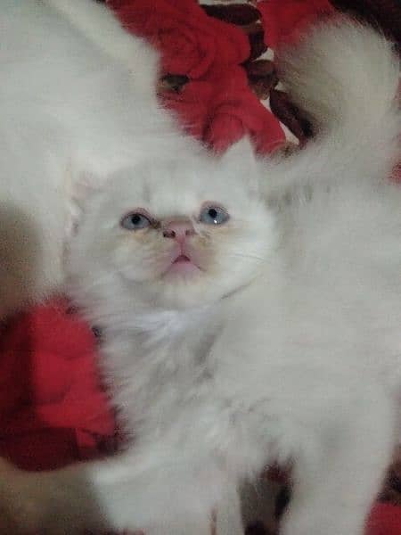 Blue eyes semi punch face kitten available for sale 03095561812 8