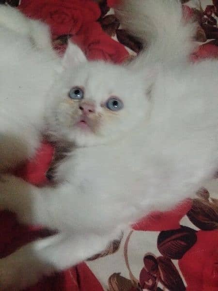 Blue eyes semi punch face kitten available for sale 03095561812 10