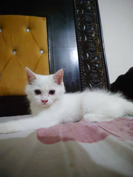 I want to sale my cat full healthy and active 0