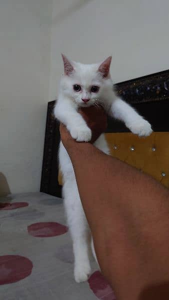 I want to sale my cat full healthy and active 1