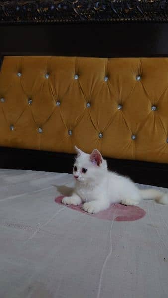 I want to sale my cat full healthy and active 2