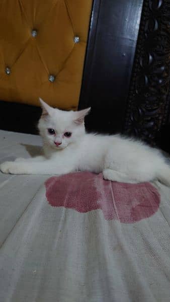 I want to sale my cat full healthy and active 3