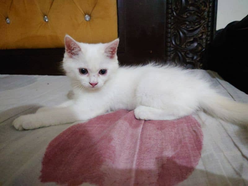 I want to sale my cat full healthy and active 4