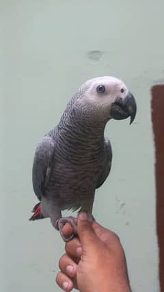 African gray . gray parrot. talking parrot