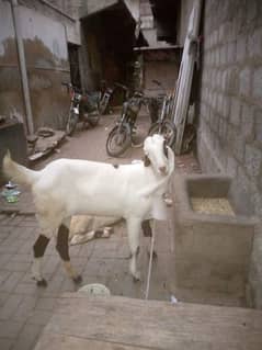 Goat for sale