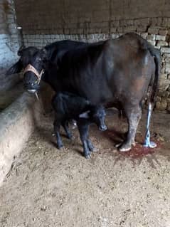 buffalo/ Nili ravi / 12 / kg milk / گائے / Bhans