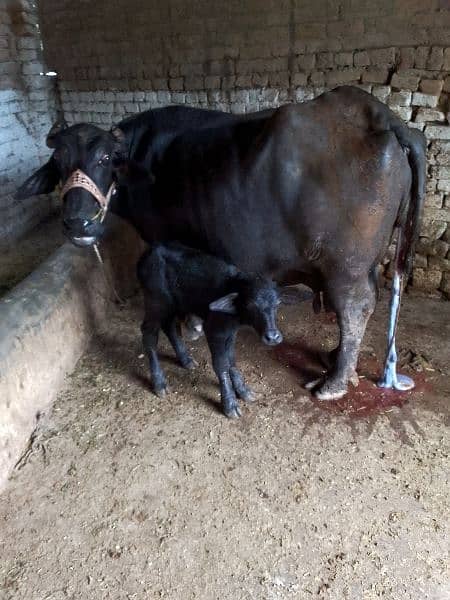 buffalo/ Nili ravi / 12 / kg milk / گائے / Bhans 0