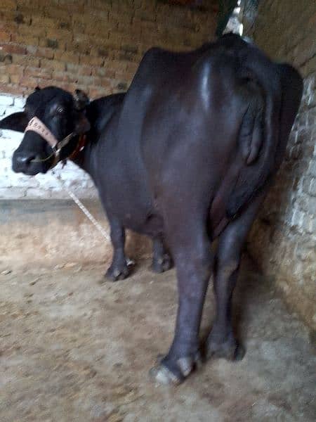 buffalo/ Nili ravi / 12 / kg milk / گائے / Bhans 2