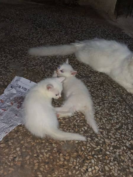 cats For sale 4