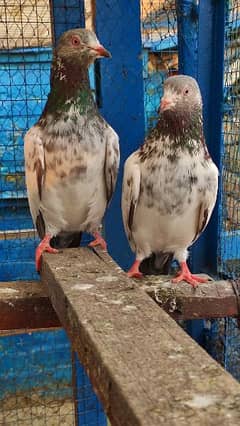 kamagar male /qasoori kabooter pigeon