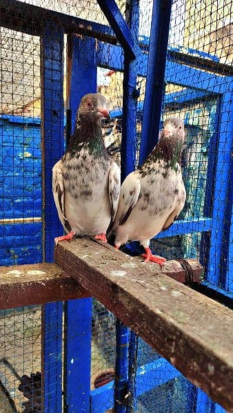 kamagar male /qasoori kabooter pigeon 1