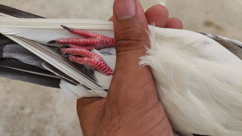 kamagar male /qasoori kabooter pigeon 9