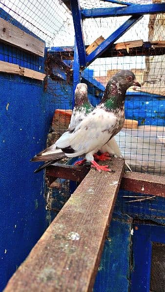 kamagar male /qasoori kabooter pigeon 10