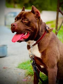 Pitbull dog for sale | Pitbull for sale