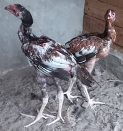 Pure Aseel Breed For Sale