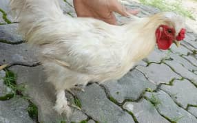 Pure white silky Male. 5 finger with hairy feets.