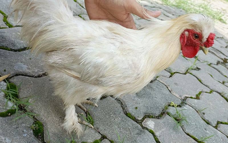 Pure white silky Male. 5 finger with hairy feets. 0