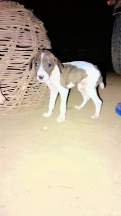 English pointer pets pair for sale.