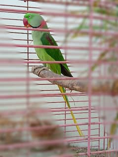 Pahari Breeding Male Alexandrine