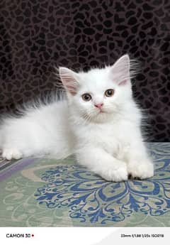 Persian kitten available for sale