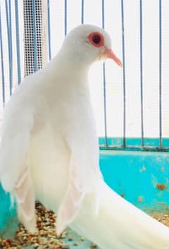 Red eyes females dove