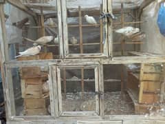 doves  with cage for sale 0