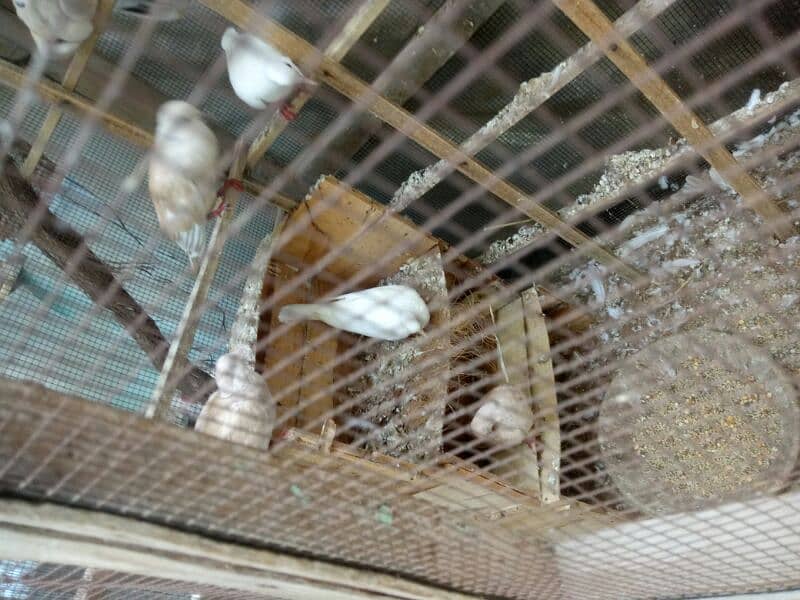 doves  with cage for sale 2