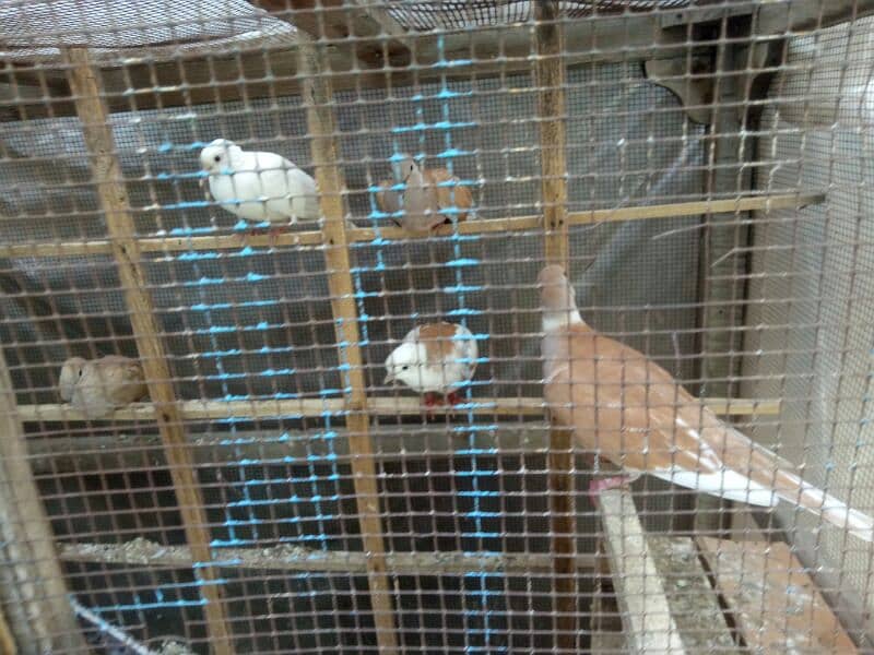 doves  with cage for sale 3