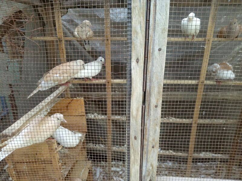 doves  with cage for sale 4