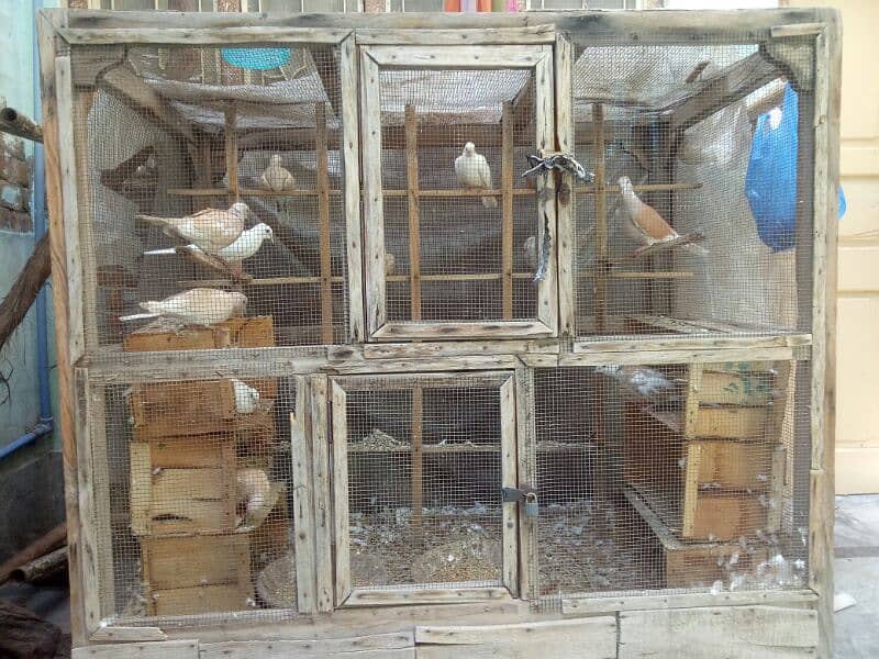 doves  with cage for sale 5