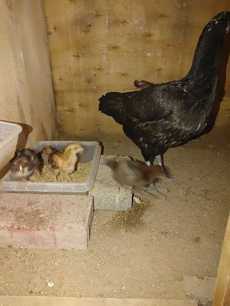 Aseel Hen with 5 Chicks 0