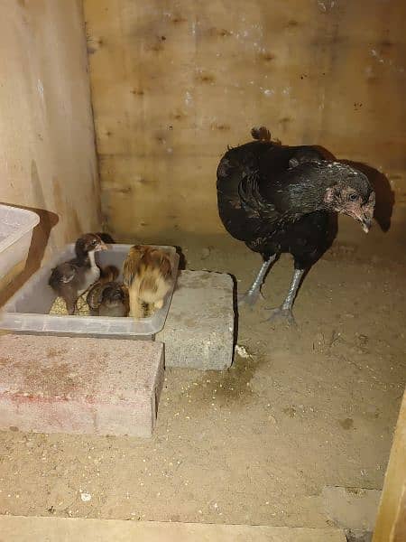 Aseel Hen with 5 Chicks 1