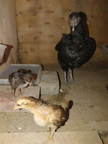 Aseel Hen with 5 Chicks 2