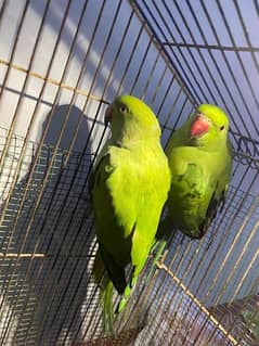 green parrot pair for sell