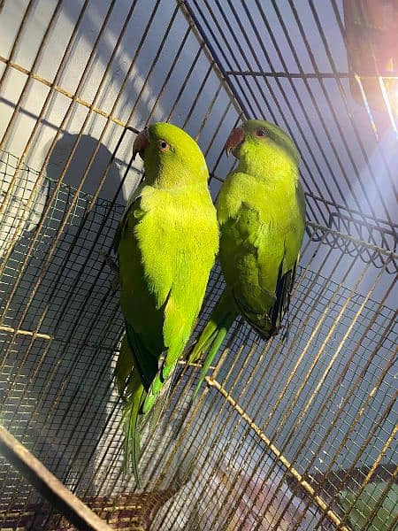 green parrot pair for sell 2