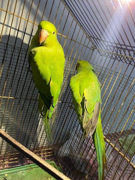 green parrot pair for sell 5