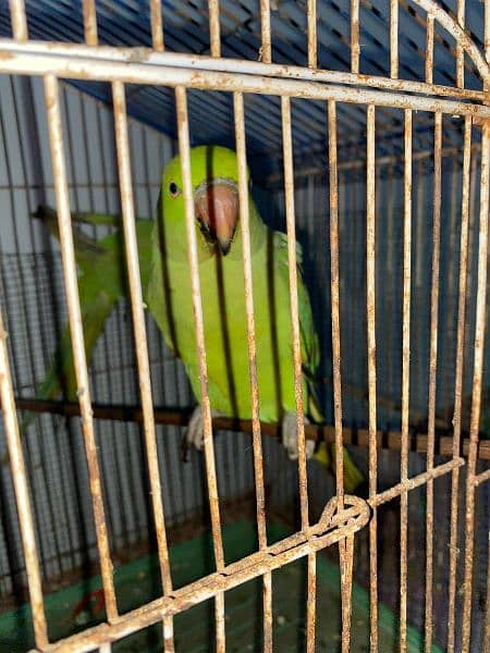 green parrot pair for sell 7