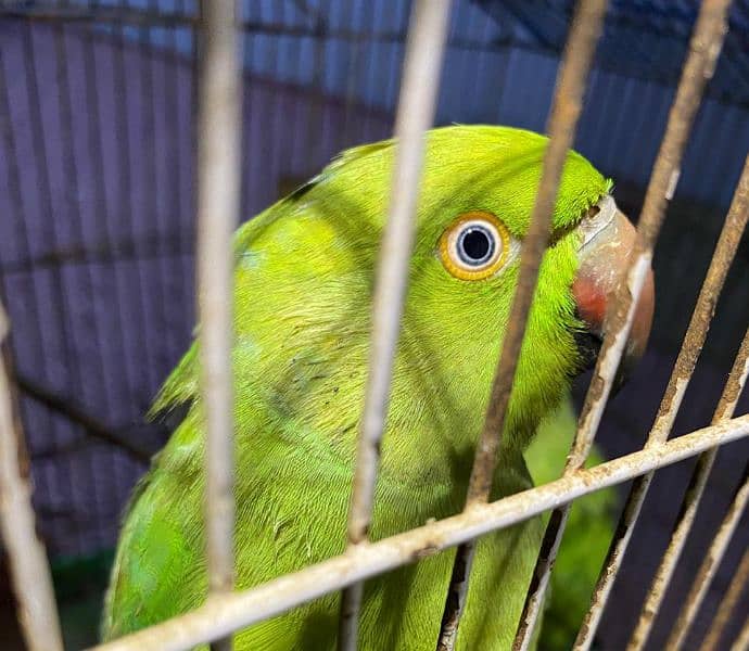 green parrot pair for sell 8