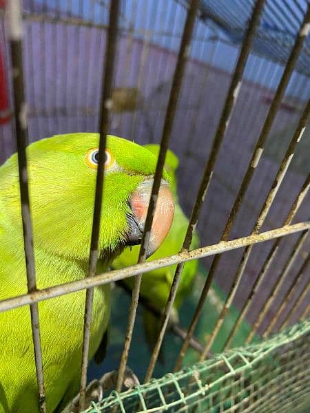 green parrot pair for sell 9