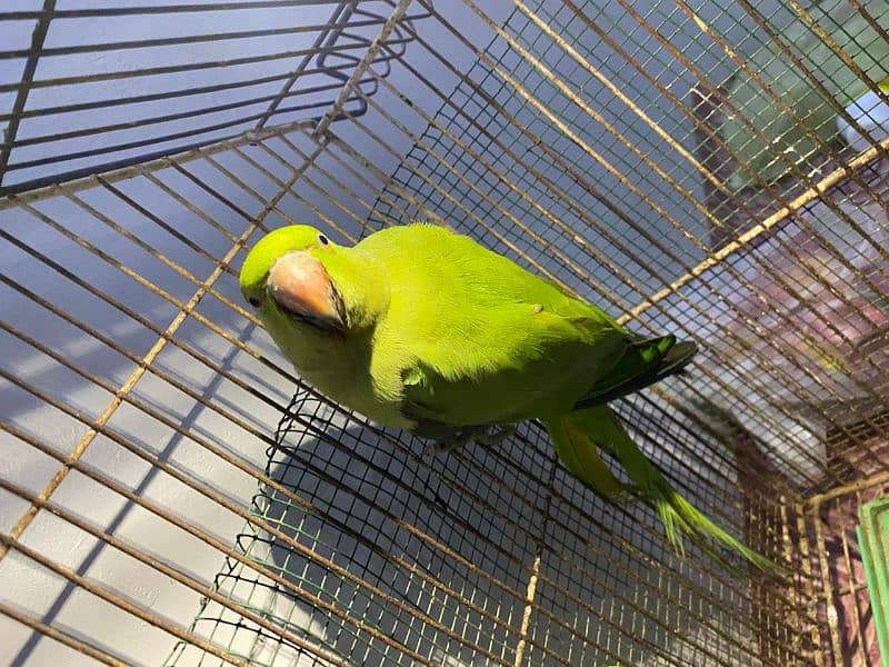 green parrot pair for sell 10