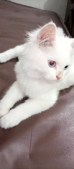 Persian cat 4 months old 0