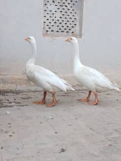 Long Neck Female Duck For Sale