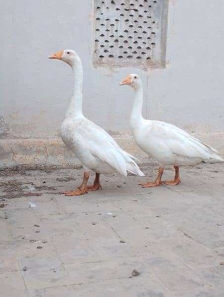 Long Neck Female Duck For Sale 2