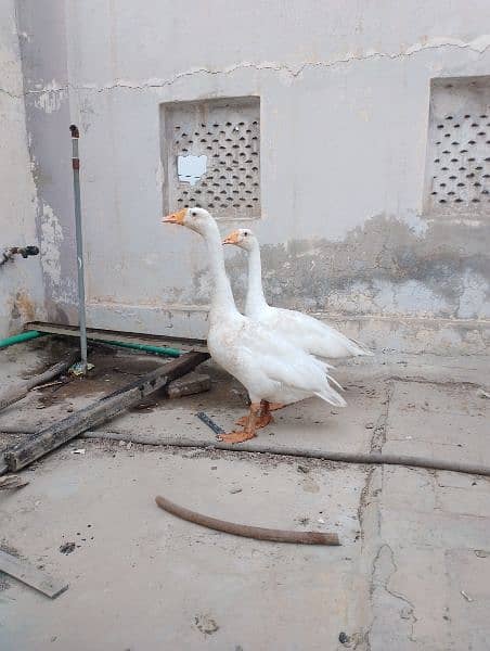 Long Neck Female Duck For Sale 5