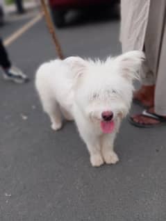 Russian Dog for sale beautiful and cute dog