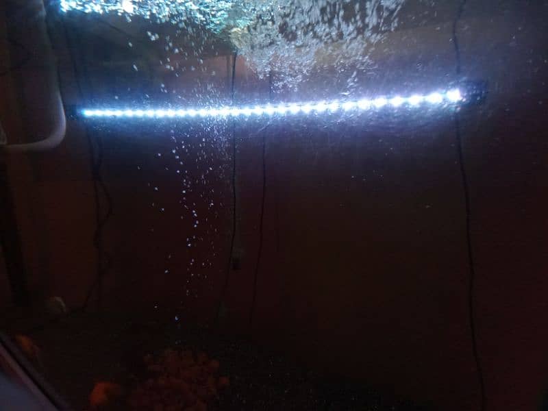 3 Ft. Aquarium in Excellent Condition 6