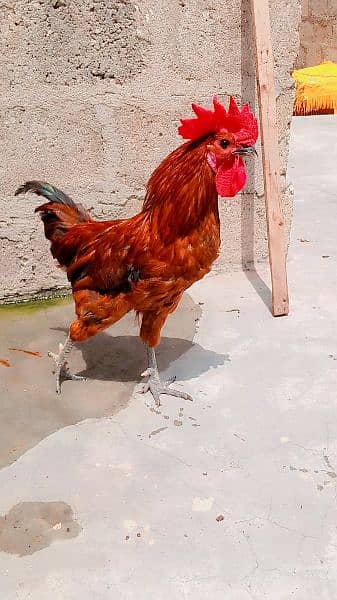 selling hen's 5